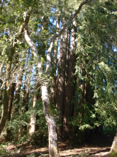 Redwoods1